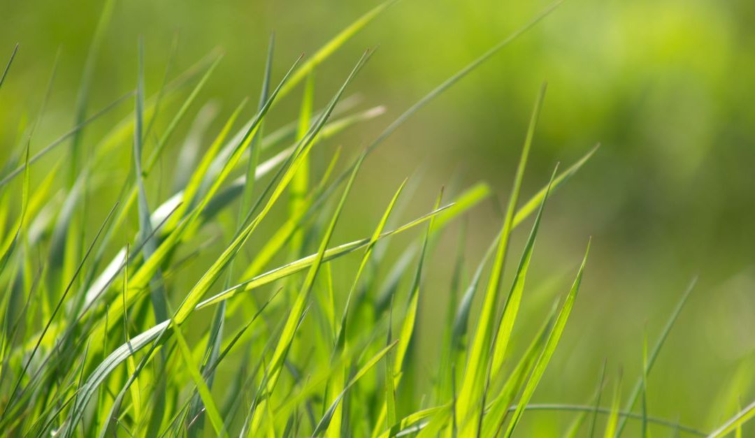 Gras kiezen voor jouw gazon: waar let je op?